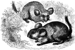 "It is of a grayish color, and sufficiently long for spinning. The little animal which is produces it is size inches long from nose to the root of its tail, with small pointed ears, a short muzzle, teeth like the house-rat, and a tail of moderate length, clothed with delicate fur. It live sin burrows underground and is very fond of being in company with others of its species." &mdash; S. G. Goodrich, 1885