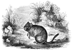"In size and shape, it resembles the water rat. The fur is long and moderately soft; upper parts of the body penciled with black and pale brownish-yellow; dirty white beneath. The length of the body is four and a half inches; that of the tail is two inches." &mdash; S. G. Goodrich, 1885