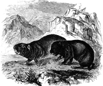 "It is about the same size of the gray rabbit, being fourteen inches long with a tail half an inch long. It is of a reddish-brown color, and has no cheek pouches.; the eye is small, and the fur thick and soft, resembling that of the musquash. The skins are much used by the indians for robes." &mdash; S. G. Goodrich, 1885