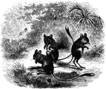 "These animals have the head large and rabbit-like; the ears long and pointed; the eyes full; the tail very long, covered with short hair and tufted at the end, this member being used in leaping and walking; the fur soft and delicate; the fore-feet are very small; the hind legs are long, and the hind feet large and strong, and covered with hair." &mdash; S. G. Goodrich, 1885