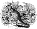 "These animals have a large head, a long body, long pointed ears, large eyes, and long hind-legs used for leaping, as in the jerboa." &mdash; S. G. Goodrich, 1885