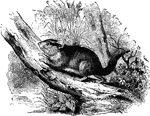 "Resembles the dormouse in appearance; it is of a grayish-brown, and of the size of the Lerot; its habits are not known." &mdash; S. G. Goodrich, 1885