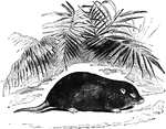 "These animals have a long body, small eyes, and short tails, and resemble mole-rats" &mdash; S. G. Goodrich, 1885