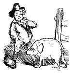 "Jack Sprat's pig, He was not very little, Nor yet very big."