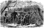 "Horseshoeing in the army. Not like the country blacksmith, by the highroad upon the skirt of the village, with children peering around, and all men, from the squire to the poorly paid minister, stopping to get his services or to chat, does the army smith ply his labors. But even with his toils and risks he is better off than the toiling craftsman in the close lanes of the city, and does his needed labor under the shady tree or leafy roofing of a rustic shed in summer, and in the warmest nook he can find in winter, he will doubtless in other years recount to his wondering grandchildren the story of the great battles in Virginia, if he does not attribute the final success to his own handiwork. The regular army forge is a four-wheeled carriage, the front, or limber, of which is like that of a caisson, bearing a box about four feet long by two in width, containing the anvil, tongs and other implements, with a limited supply of iron for immediate use; on the rear wheel is a box containing the bellows, worked by a lever. In front of this is a cast-iron ash pan for the fire, with a sheet-iron back. On the stock is a vise, and the back of the box is a receptacle for coal. The whole is very compact, and on the march takes up very little room, the men riding on the limber box."— Frank Leslie, 1896