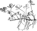 Branch of white clover showing the method of forming new plants.