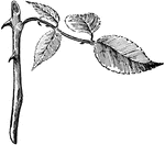 Stem of a potato plant.