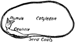 Cross-section of a bean seed, showing the cotyledon, plumule, and caulicle.