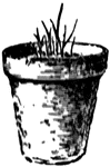 A wheat plant grown in a pot, stunted as a result of nitrogen deficiency in the soil.