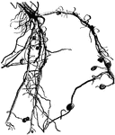 Nodules on the root system of a bean plant where nitrogen-fixing bacteria live.