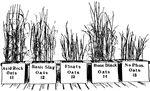 A line of different types of oats in a planter.