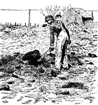 F farmer spreading manure with a shovel in a field.
