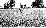 A farmer standing waist-deep in a field of buckwheat on land that was plowed early and well fitted.
