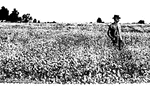 Farmer standing in a sparse and stunted field of buckwheat, which was on land that was plowed late.