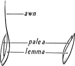 Illustration of an awn, pale a, and a lemma of a floret.