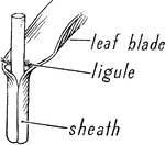 Illustration of a leaf blade, ligule, and a sheath of grass.