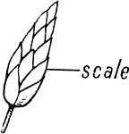 Diagram illustration showing a scale of a spikelet.
