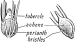 Diagram illustration showing tubercle, a chene, and perianth brisltes.