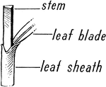 Diagram illustration showing stem, leaf blade, and leaf sheath
