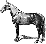 A speed-type horse, with well-developed hind legs.