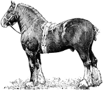 A Clydesdale horse, used for pulling heavy loads.