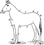 A well-proportioned horse.