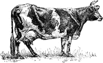 A dairy cow, suitable for the production of milk.