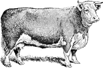 A hereford cow, most suitable for meat.