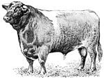 A shorthorn bull, a kind of beef cow.