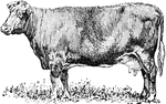 A typical dual-purpose Shorthorn cow.