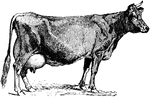 A Jersey cow, valued for the richness of their milk.