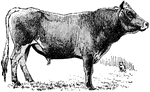A two year-old Jersey bull.