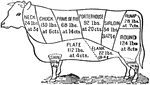 An outline of a cow, illustrating the different cuts of beef.