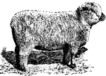 Shropshire ewe. This breed of hornless sheep is noted for its high quality meat.