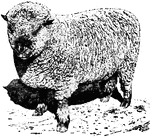Shropshire ram. This breed of hornless sheep is noted for its high quality meat.