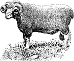 Dorset-horn ram, popular in areas where winter lambs are produced. It is claimed that a large proportion of its lambs will be early enough for the winter market.