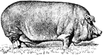 A Poland-China pig, best suited for lard.