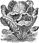 A head of Romain lettuce.