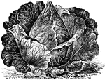 A Charleston Wakefield cabbage, a pointed head cabbage popular among Florida growers.