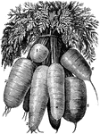 The Vegetables ClipArt gallery offers 266 illustrations of edible product of plants that are often cooked, but can be eaten raw. Vegetables are mostly regarded as the plant products that are suitable for savory or salted dishes, rather than sweet dishes, which would use the sweeter fruits. Examples in this gallery include: artichoke, asparagus, beans, beets, Brussels sprouts, cabbage, carrots, cauliflowers, celery, corn, cucumbers, eggplant, kale, leeks, lettuce, onions, parsnip, peas, peppers, potatoes, pumpkins, radishes, rhubarb, turnips, squash, sweet potatoes, tomatoes, turnips, and yams

<p>All illustrations in the <em>ClipArt ETC</em> collection are line drawings. If you are looking for 
<a href="https://etc.usf.edu/clippix/pictures/vegetables/">
color photographs of vegetables</a>, please visit the <a href="https://etc.usf.edu/clippix/"><em>ClipPix ETC</em></a> website.