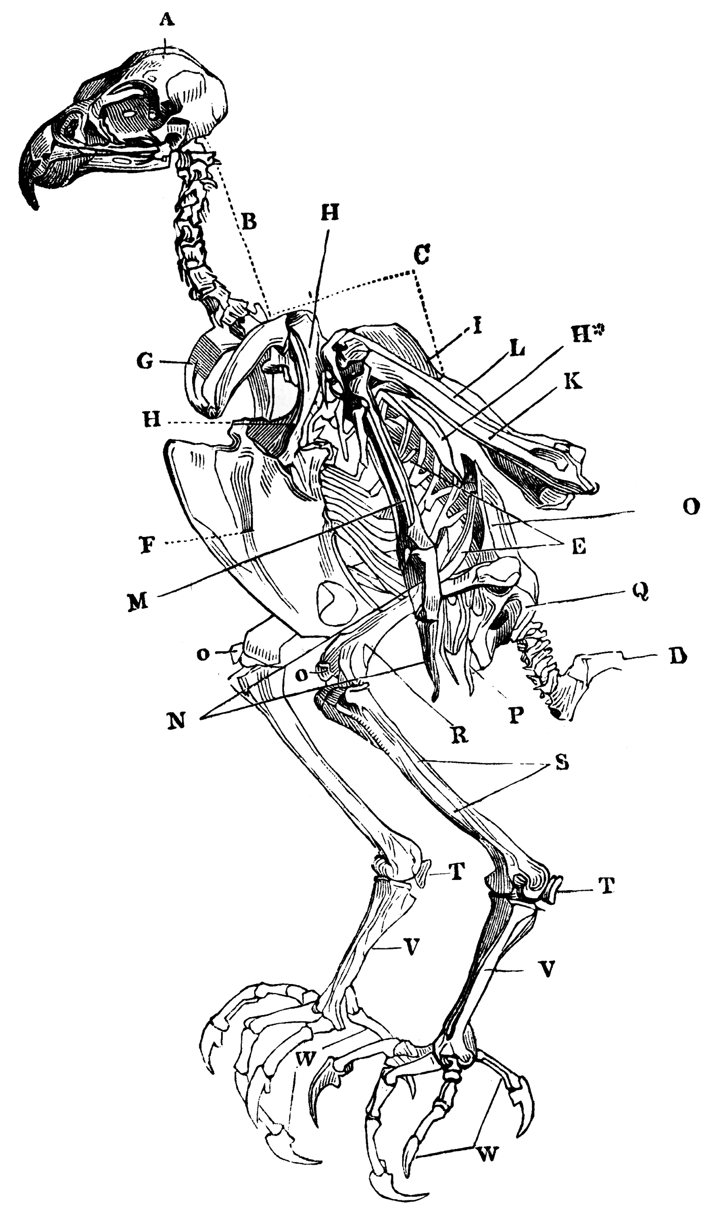 Skeleton of a Sparrowhawk | ClipArt ETC