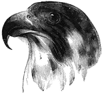 Head of a peregrine falcon.