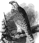 A white falcon, perched atop a branch.