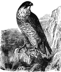 A Peregrine falcon perched atop a rock, with mountains in the background.