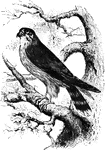 The merlin, a small type of falcon, easily domesticated.