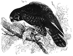 A lesser kestrel on a branch, eating a smaller bird.