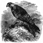 "Genus <em>Milvus</em>, its length is twenty-six inches; it's color above dark brown; rufous bown below; the tail long and deeply forked. It pounces on prey, consisting of moles, mice, leverets, rabbits, unfledged birds, and the young of the gallinaceous tribe especially. IThis species is common in Middle Europe and Northern Asia. It was formerly used in falconry." &mdash Goodrich, 1859