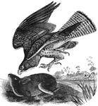 "<em>B. vulgaris</em> is twenty-two inches long, the head is large and the body heavy. Above, the color is chocolate-brown; grayish-white beneath. Its flight is low, and much of its time is spent in sitting on trees, in wooded districts, awaiting its prey, which consists of small quadrupeds, birds, reptiles, insects, and earthworms." &mdash Goodrich, 1859