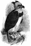 Genus <em>Harpyia</em>, it is one of the largest, most fierce, and powerful eagles. It has a crest of black feathers on the back of its head, which are raised when the eagle is excited. It is found in Mexico and northern parts of South America.