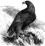 Also known as the common eagle of Europe, (<em>A. fulvus</em>) these large eagles nest on the inaccessable rocky shelves of steep mountains.